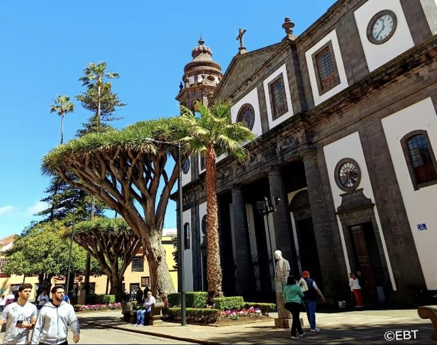 Plaza de la Catedral de La Laguna: en primer término el drago caído. Foto: Esperanza Beltrán (6.8.2026).