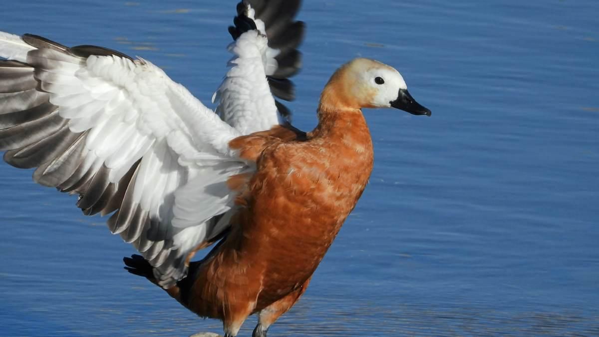 Tarro Canelo. Rafi Fernández