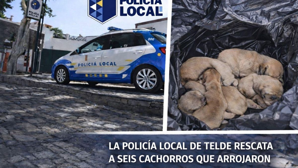 Identificada una pareja por lanzar una bolsa con seis cachorros por la ventana de un coche en Telde