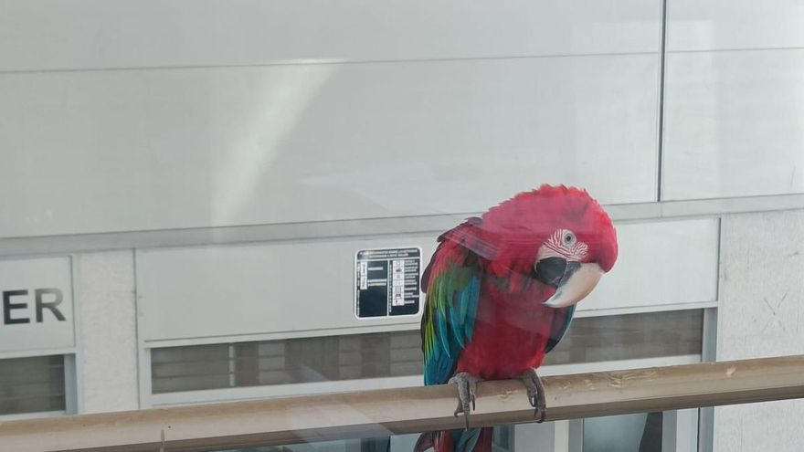 La fuga de los guacamayos del Zoo: uno aparece en la Torrecilla y se busca a otros dos