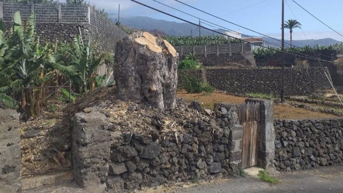 El Drago: crimen sin castigo (RIP)