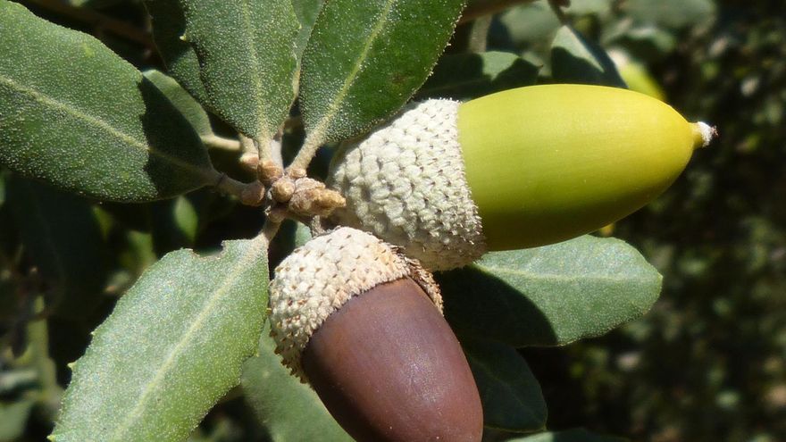 Reivindicar la bellota, un fruto fundamental en la alimentación y enraizado en la tradición, el arte y la cultura