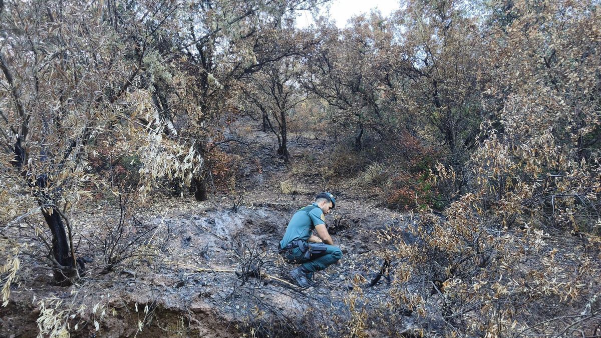 Resultado del incendio forestal de mayo en Adamuz.
