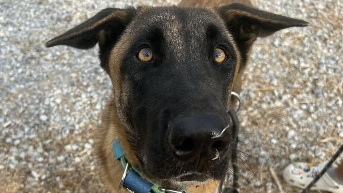 Poncho no tiene suerte: el perro que fue devuelto y al que la protectora “le viene grande”