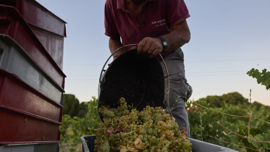 Navarra duplica las inspecciones antes de la vendimia y advierte de deficiencias sanitarias en la mayoría de las empresas