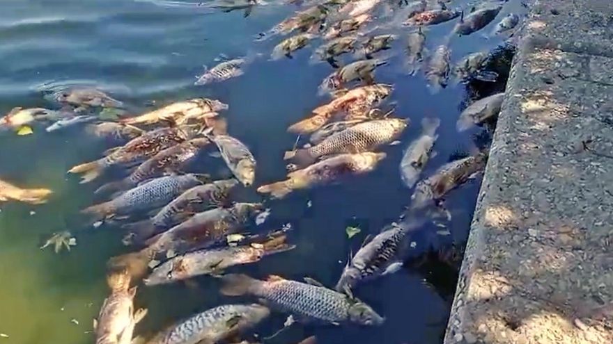 Aparecen decenas de peces muertos en el lago de uno de los mayores parques de Madrid