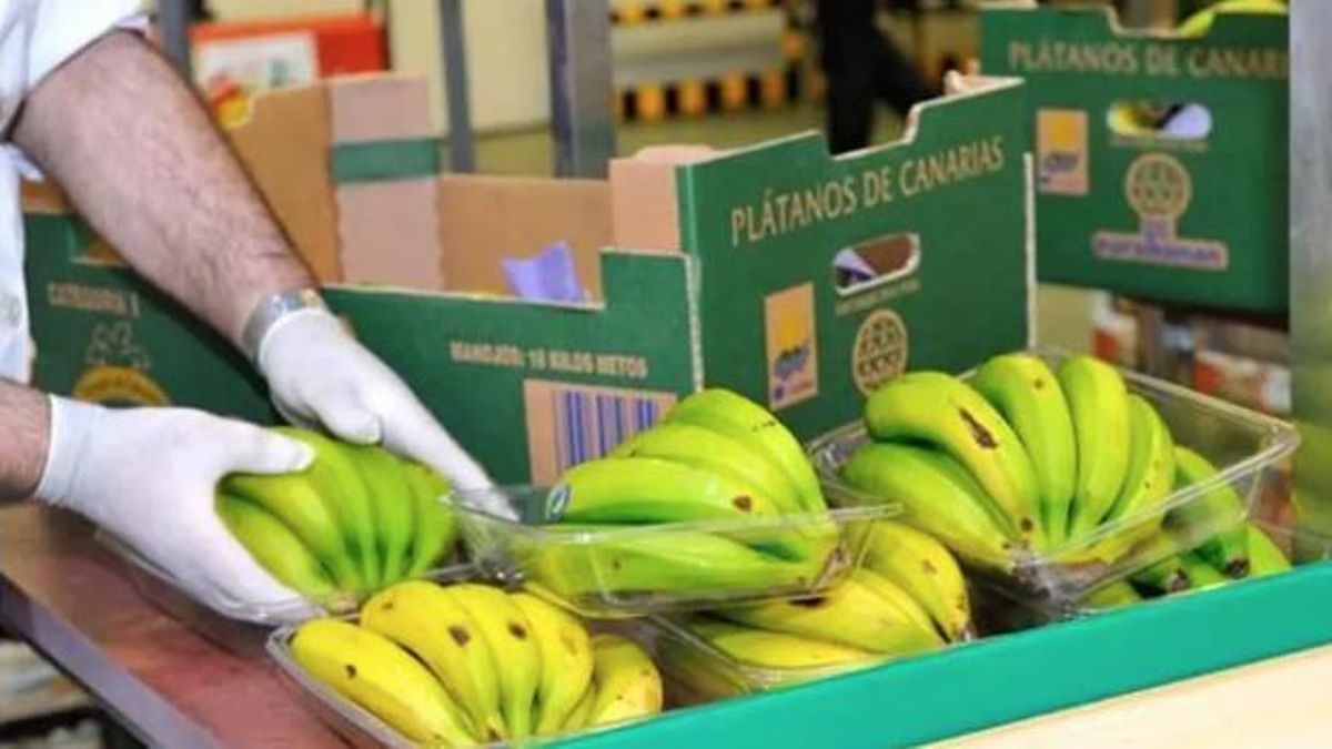 Imagen de archivo con labores de empaquetado de plátano en Canarias.