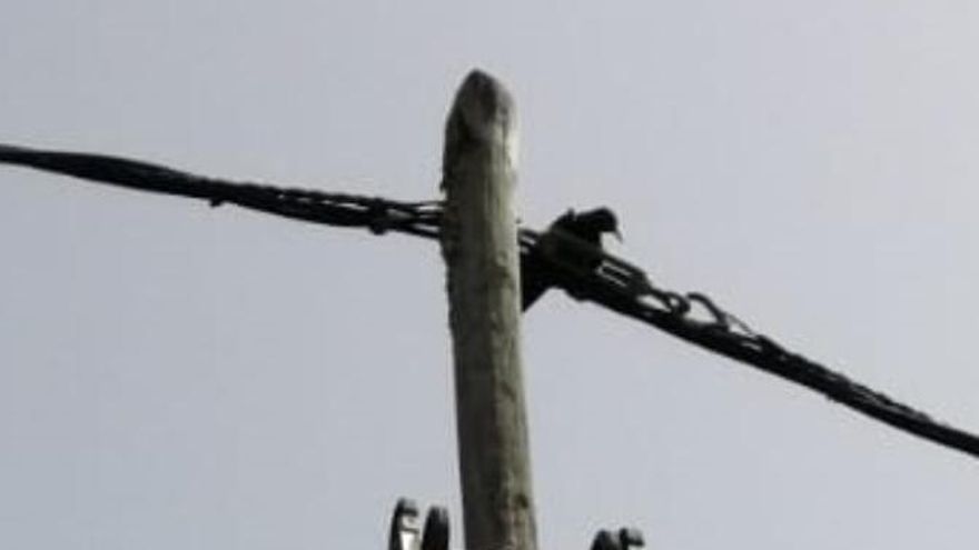 La graja atrapada en los cables