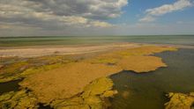 ANSE y WWF advierten de una nueva "sopa verde" en el mar Menor por su grave deterioro