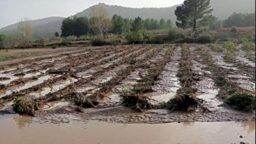 Ayudas directas a agricultores y ganaderos afectados por la DANA: hay beneficiarios en Cuenca y Albacete