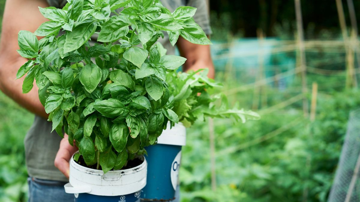 Albahaca