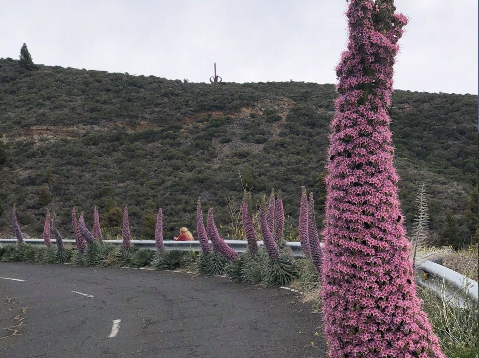 Fila de tajinastes rosados al borde de la carretera LP-4.
