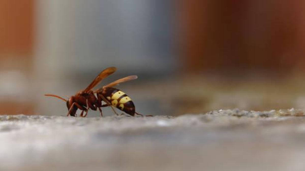 La avispa oriental despierta las alarmas en Ibiza: "Es letal para las abejas"