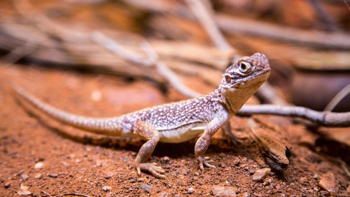 Día Mundial del Lagarto: ¿por qué se celebra el 14 de agosto?