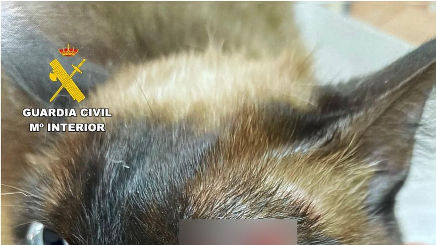 Detenido un vecino de Almansa que disparó a un gato con un arma de aire comprimido