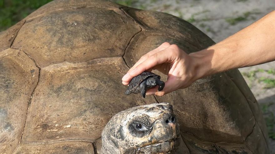 134 años y padre por primera vez: la historia de una tortuga de las Galápagos que ha impresionado a todo el mundo