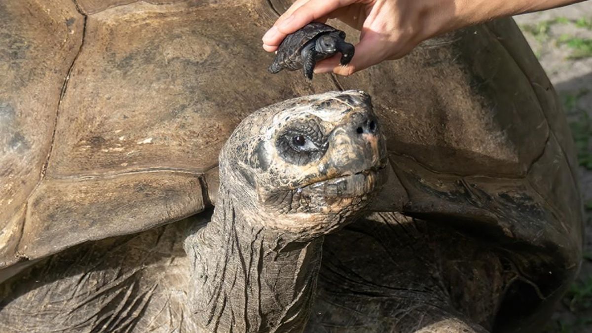 134 años y padre por primera vez: la historia de una tortuga de las Galápagos que ha impresionado a todo el mundo