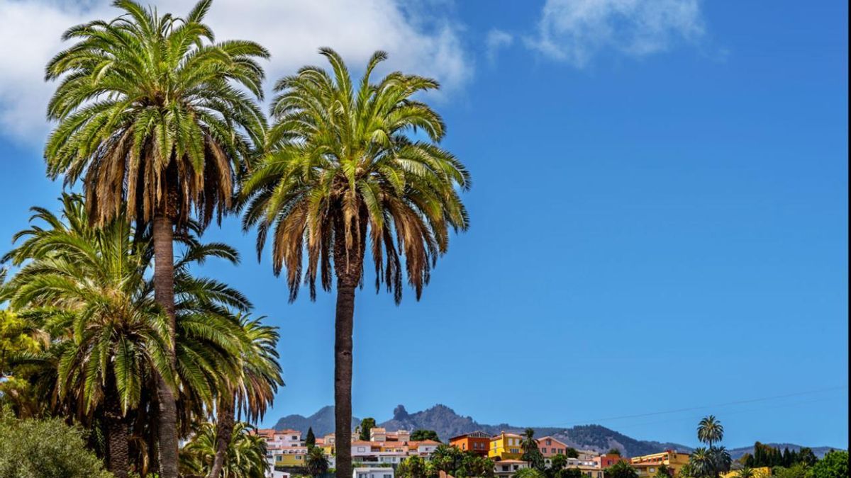 Palmeral en Santa Brígida, Gran Canaria.