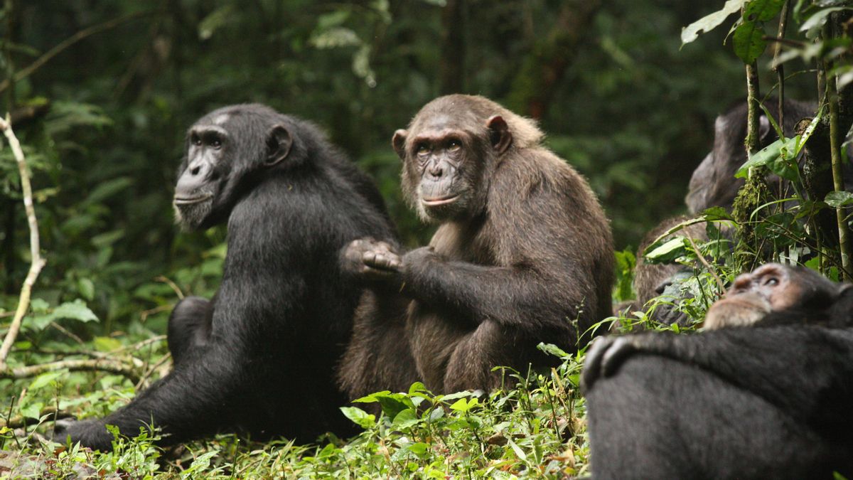 Los chimpancés Morton y Garrison, antes de que los conflictos separaran sus grupos y los enfrentaran.
