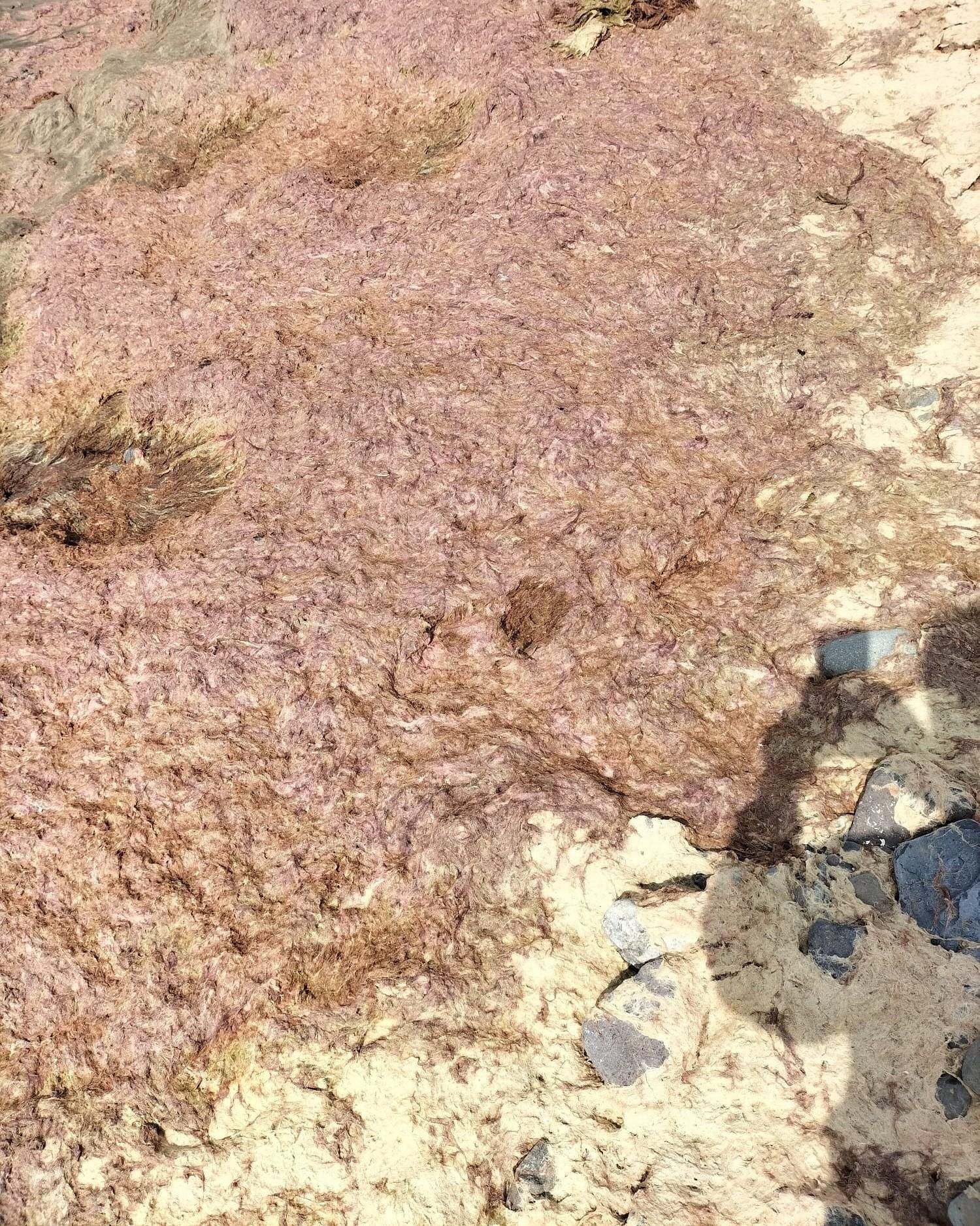 Alga inusual encontrada en la playa de Tarajalejo