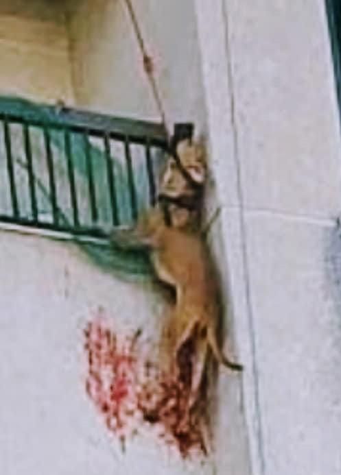 Nala en el momento en el que se quedó colgada del balcón por el cuello.