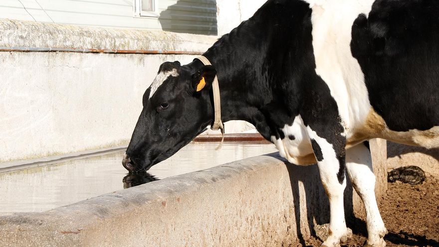 Los ganaderos de vacuno de leche se enfrentan a la “extinción”: Un 25% ha abandonado en los últimos cinco años