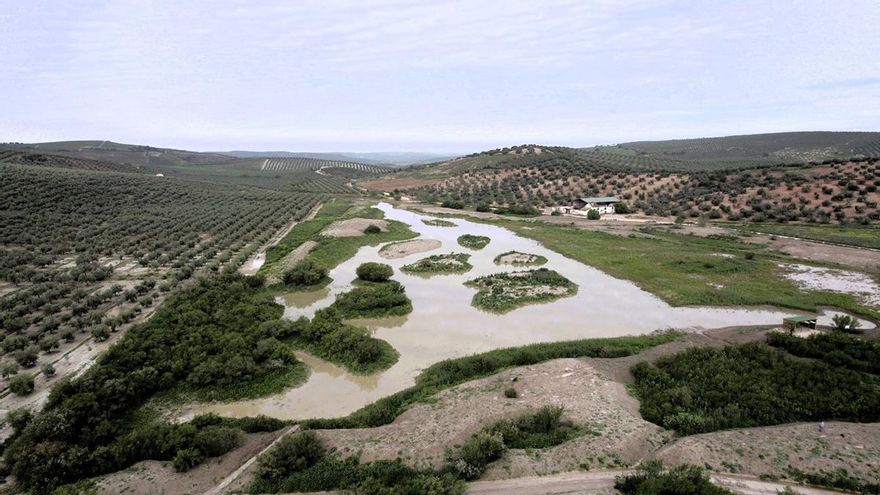 Los humedales de Córdoba reviven para recibir a miles de aves en época de reproducción
