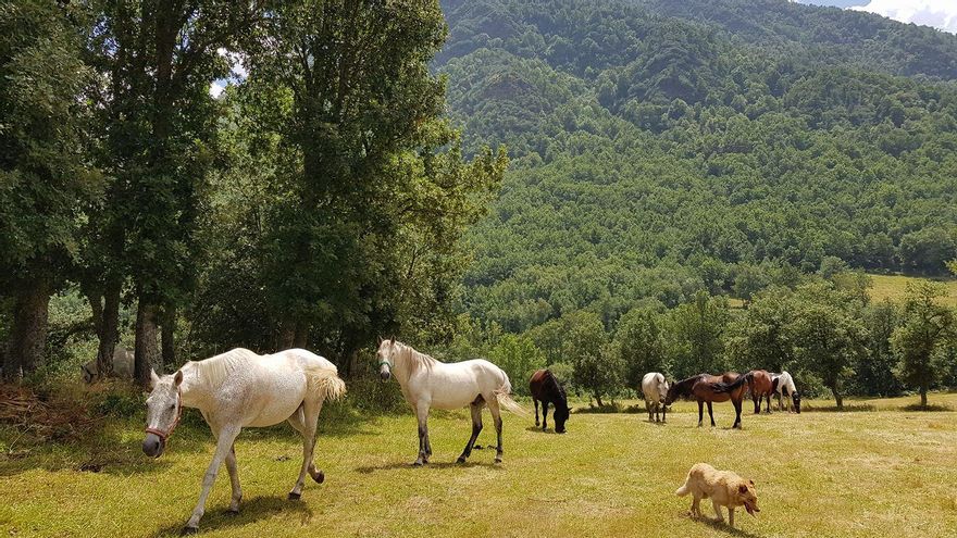 Los caballos de 'La Senda' de Caboalles de Abajo.