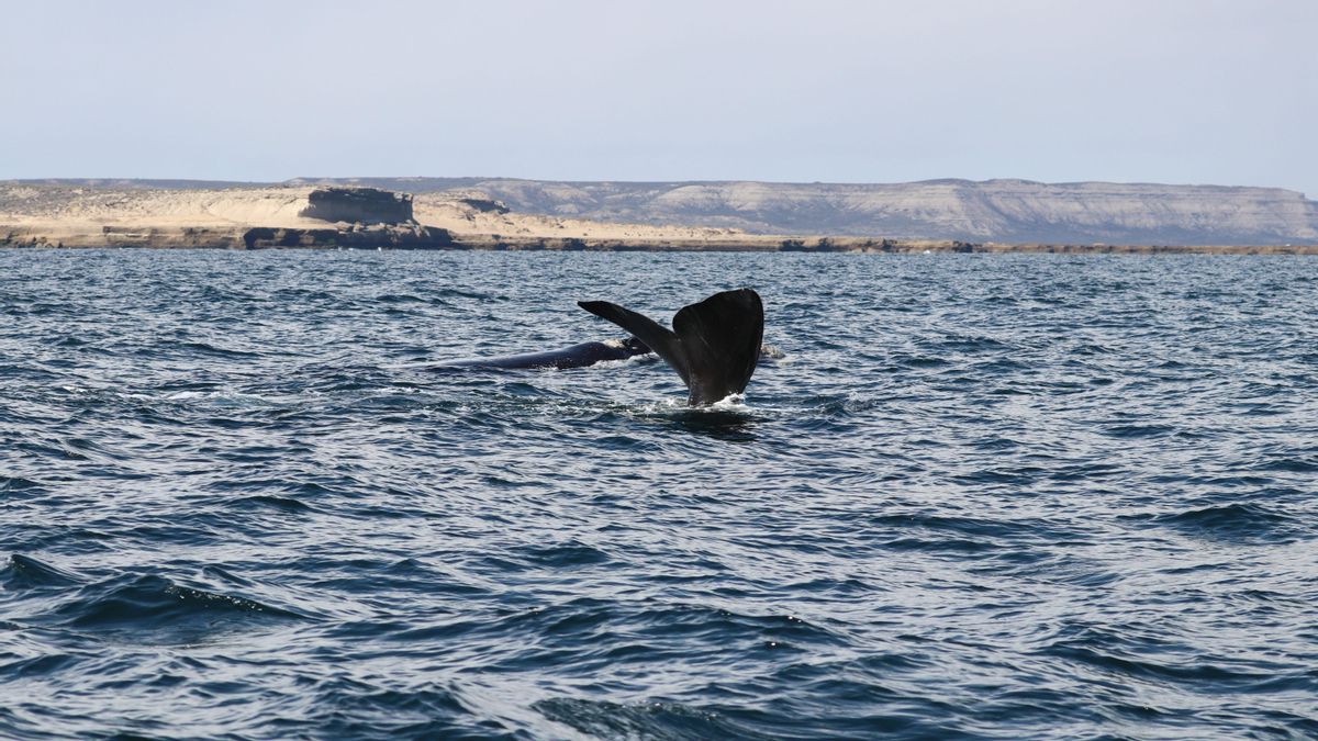 Cola de ballena franca austral frente a Puerto Pirámides.
