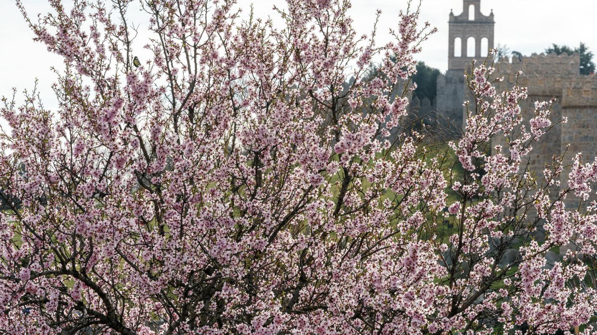 Árboles en flor en el primer día de la primavera en Ávila