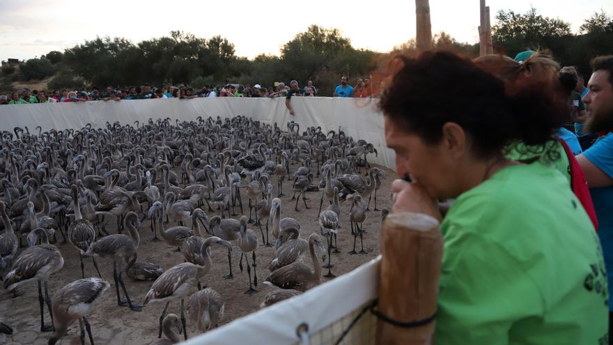 Los voluntarios observan a las crías ya reunidas en el corral habilitado.