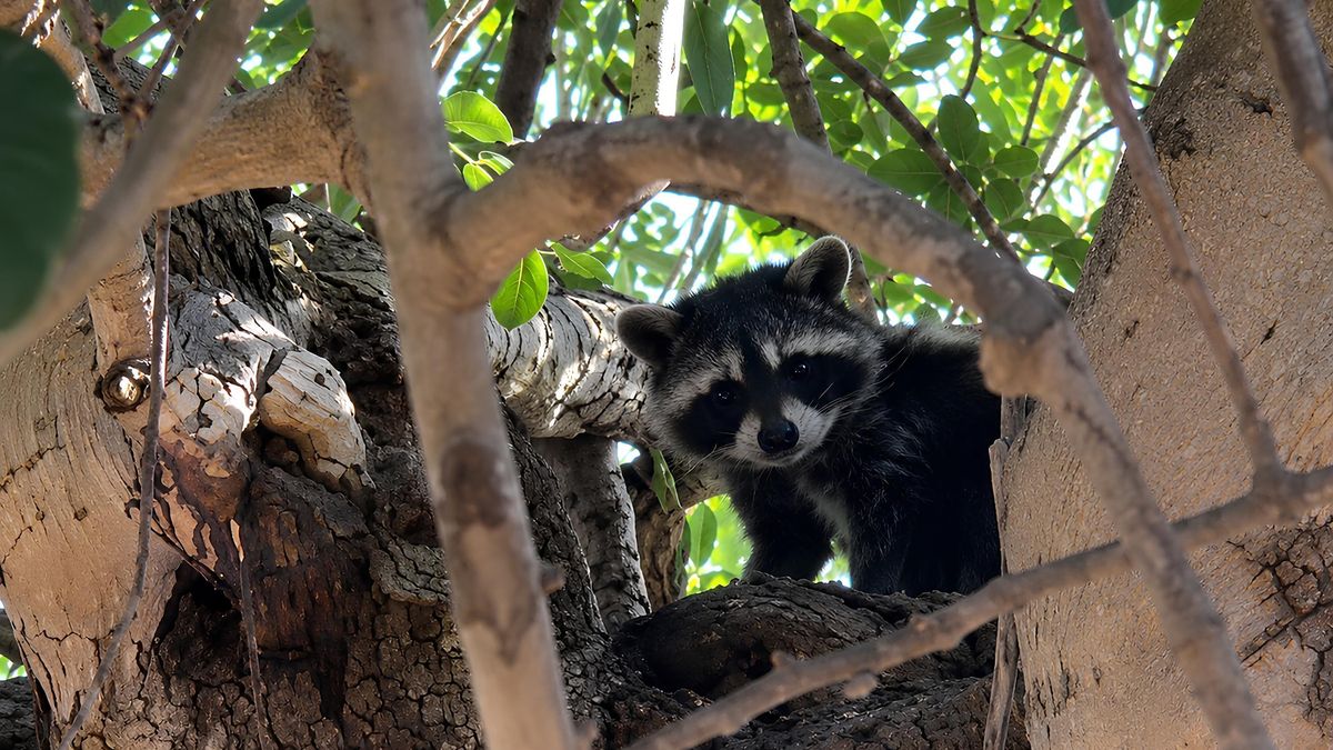 Un mapache se mueve entre las ramas y las algarrobas de un árbol de la Serra de Tramuntana. La especie trepa con facilidad y se adapta tanto a ambientes forestales como rurales y urbanos.