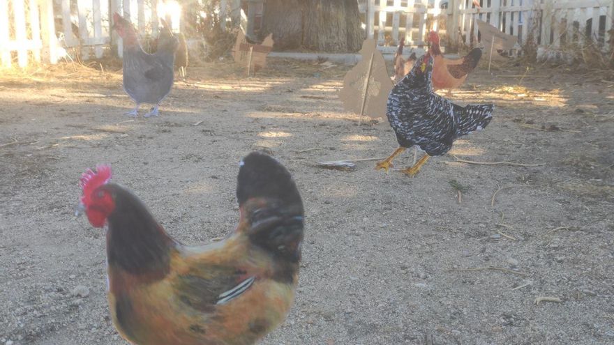 Gallinas para reivindicar el abandono del solar para el centro de salud cerrado en Tetuán