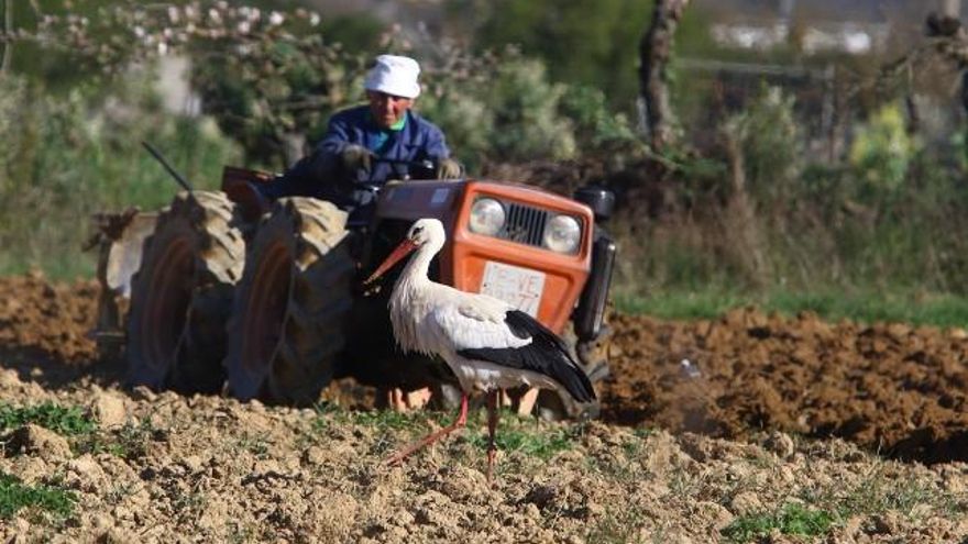César Sánchez / ICAL . Agricultura durante el Estado de alarma por el coronavirus