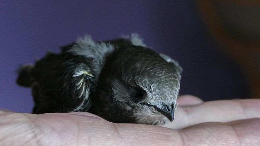 Denuncian el sellado de 27 nidos de aves protegidas en las obras del antiguo Hospital Militar