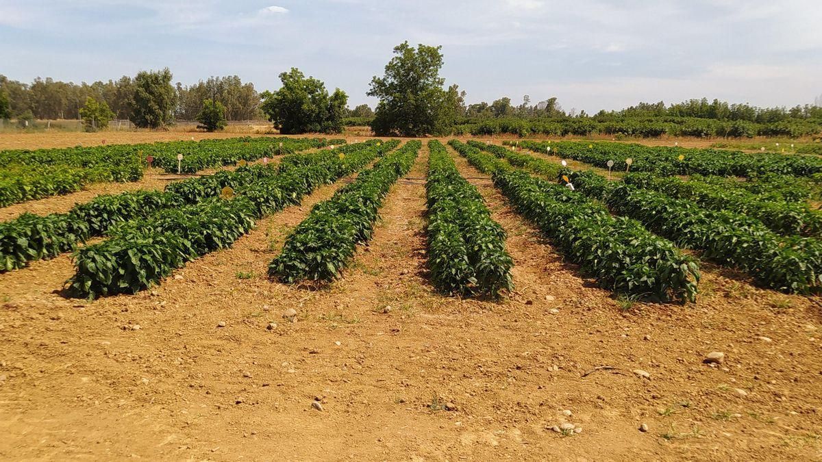 La Junta abona casi dos millones de euros en pagos pendientes de la PAC a explotaciones agrarias