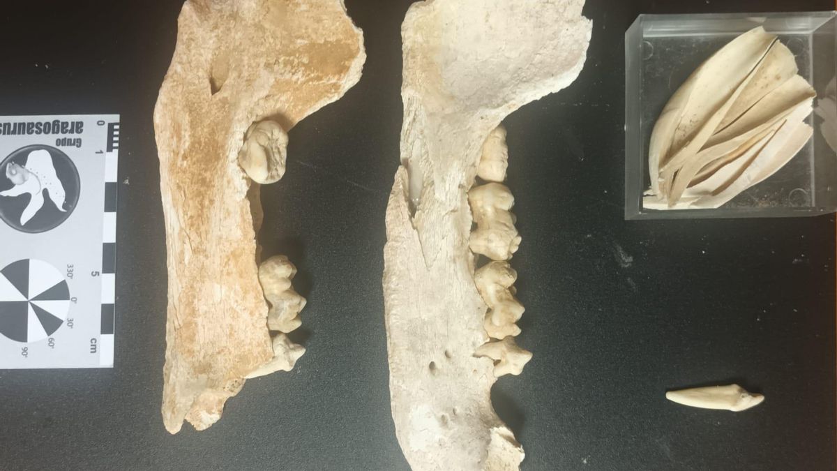 Restos fósiles hallados, preparados para ser estudiados por el grupo Aragosaurus IUCA.