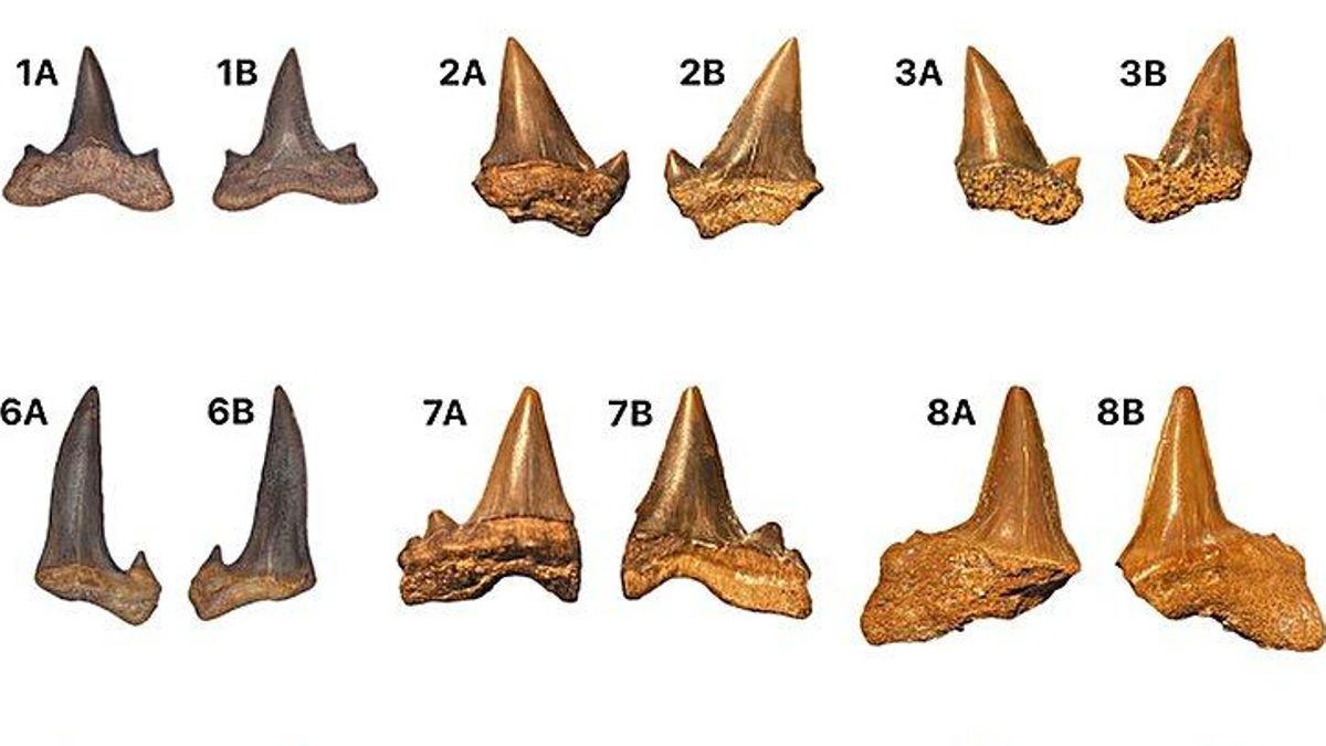 Un ‘cementerio de tiburones’ en el desierto de Egipto revela un antiguo mar tropical del Cretácico