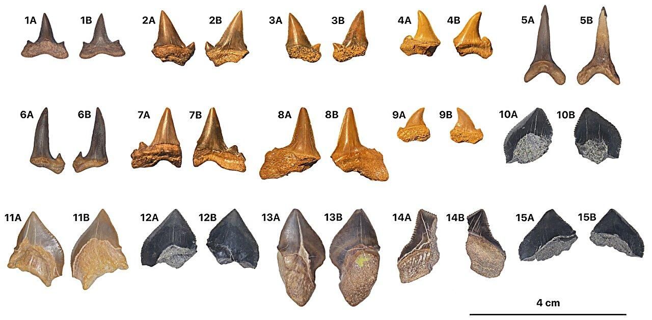Dientes fósiles de lamniformes de la Formación Duwi, Egipto.