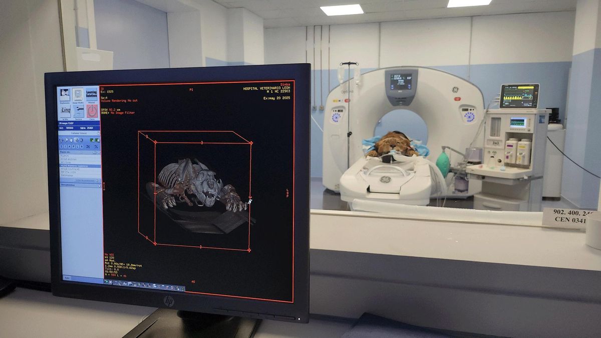 Un escáner de uno de los leones africanos.