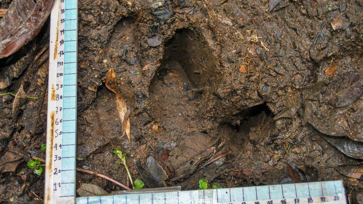 Huella de un ejemplar adulto de tapir de montaña. Foto: Cortesía Fundación Óscar Efrén Reyes