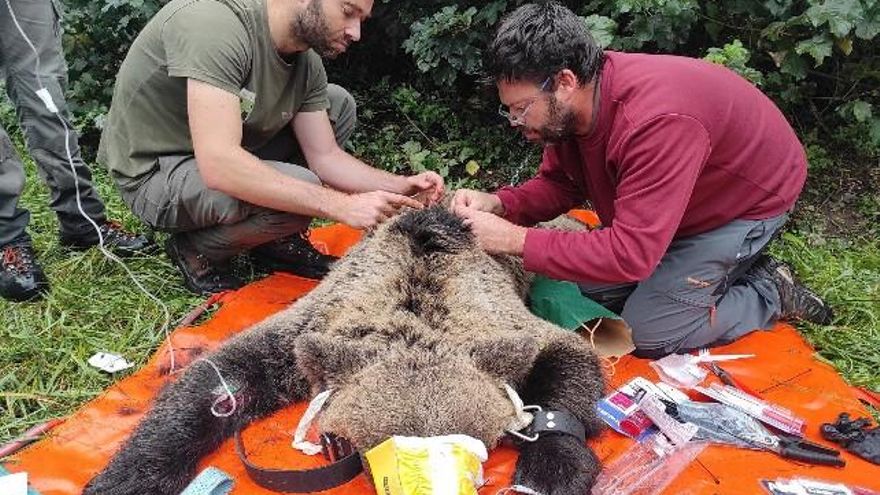 Captura y radiomarcaje de una hembra de oso pardo en la zona del Alto Sil.