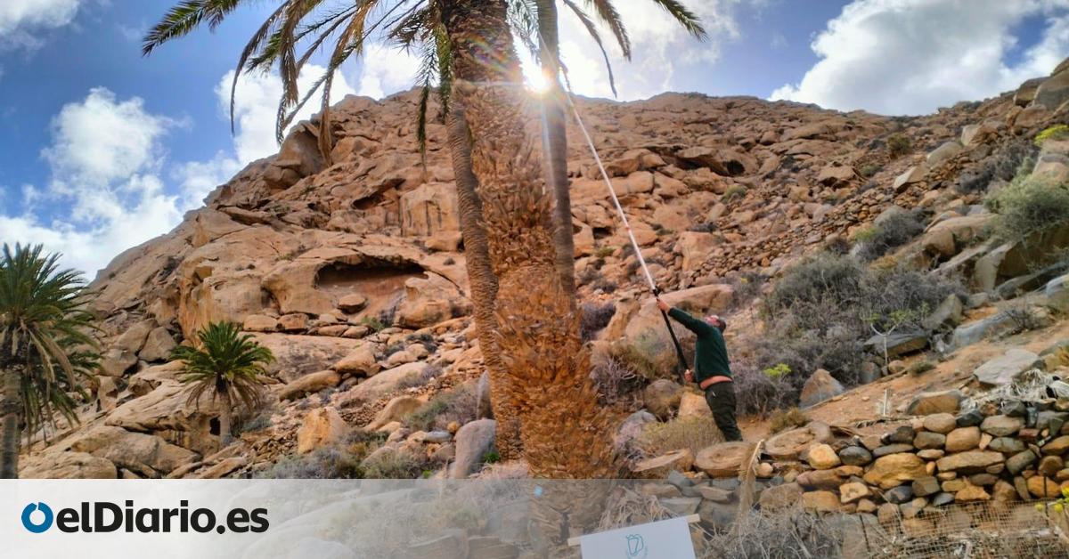 El palmeral de Ajuy está afectado por el insecto invasor diocalandra