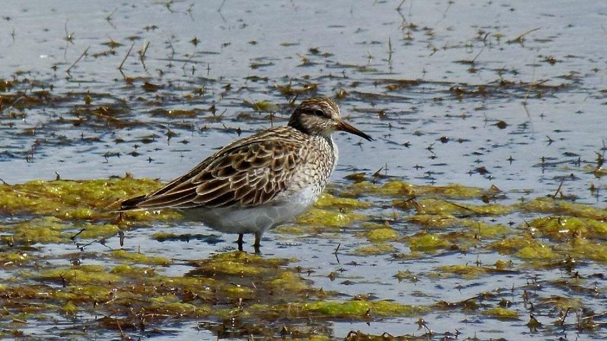 Playerito pectoral (Calidris melanotos) en el Monumento Natural Laguna de los Pozuelos, Jujuy