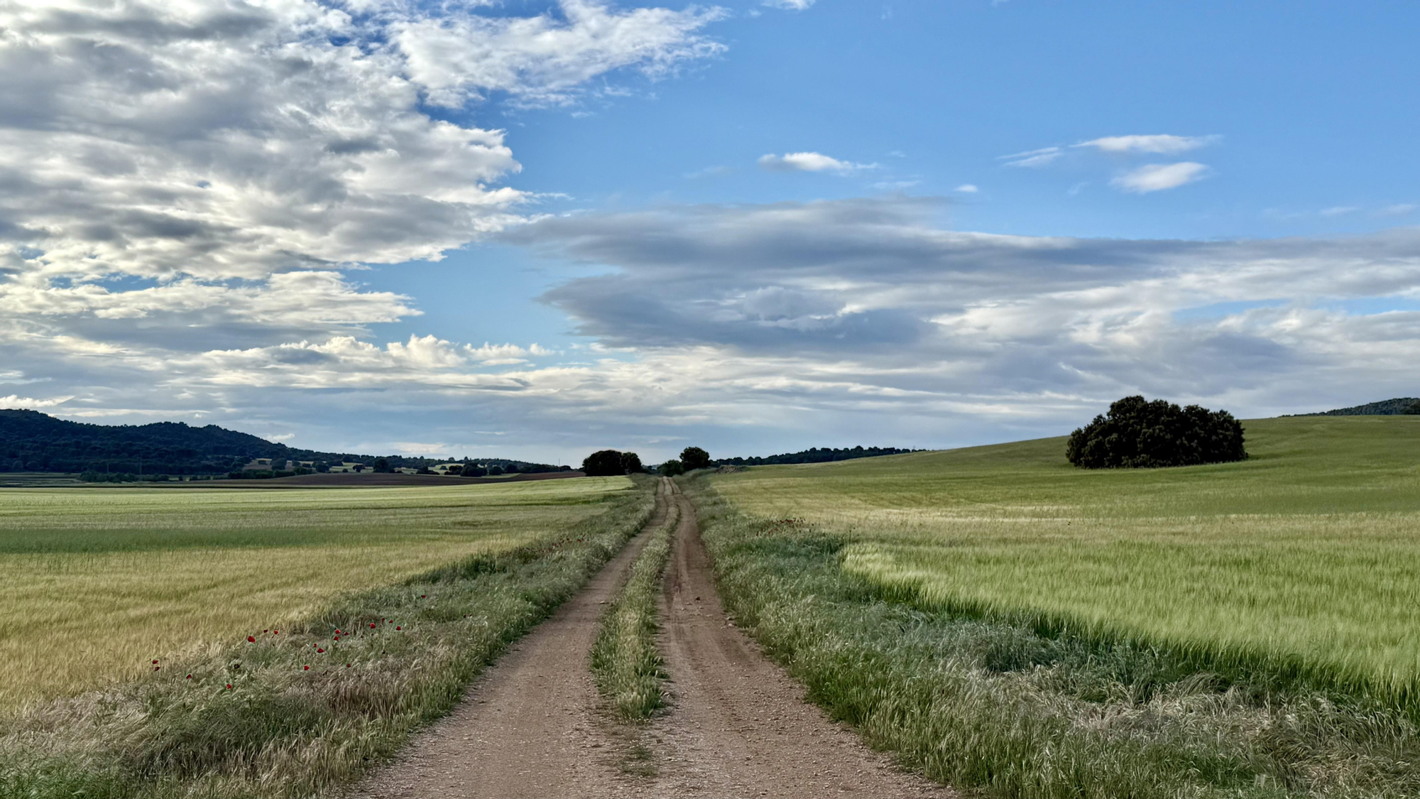Uno de los campos de Uclés (Cuenca).