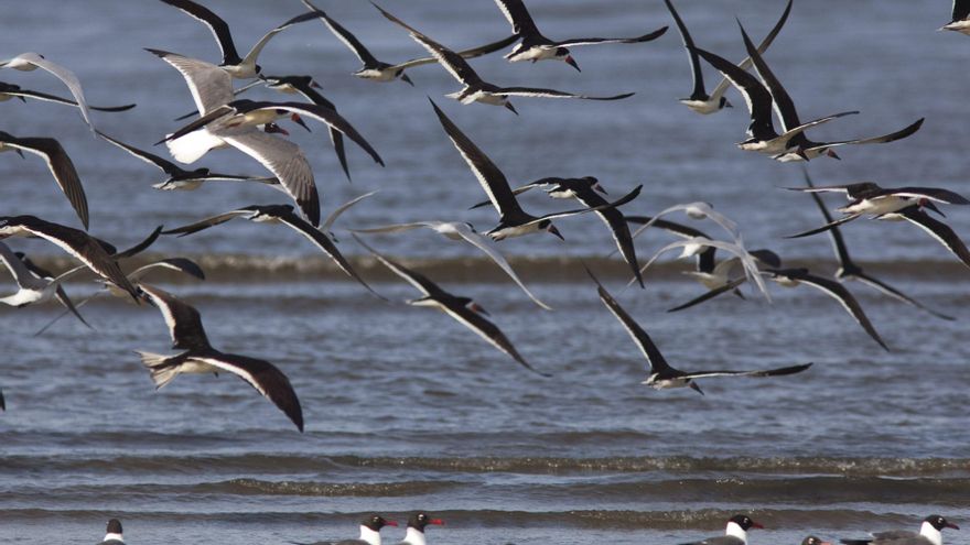 Las aves de Norteamérica desaparecen más rápidamente allí donde son más abundantes