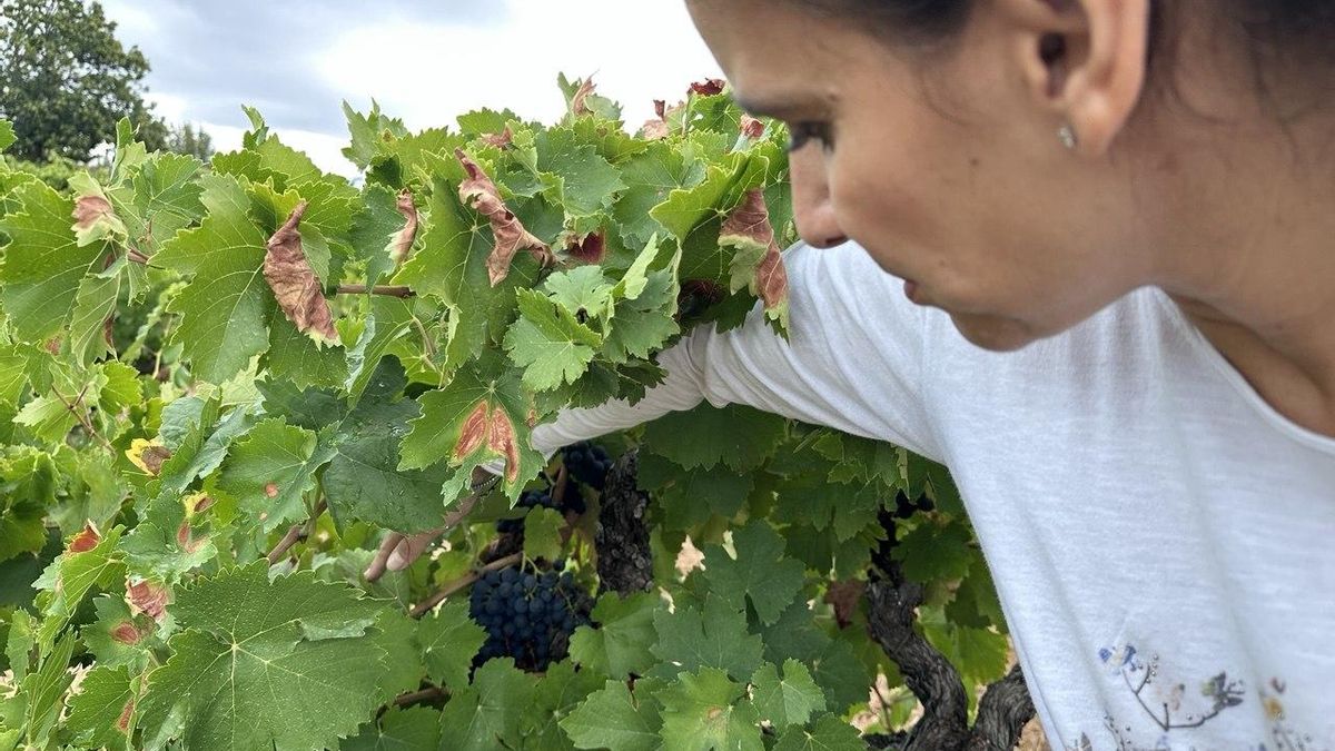 Silvia Marrao revisando sus viñas de Banzao en San Pedro de Olleros.