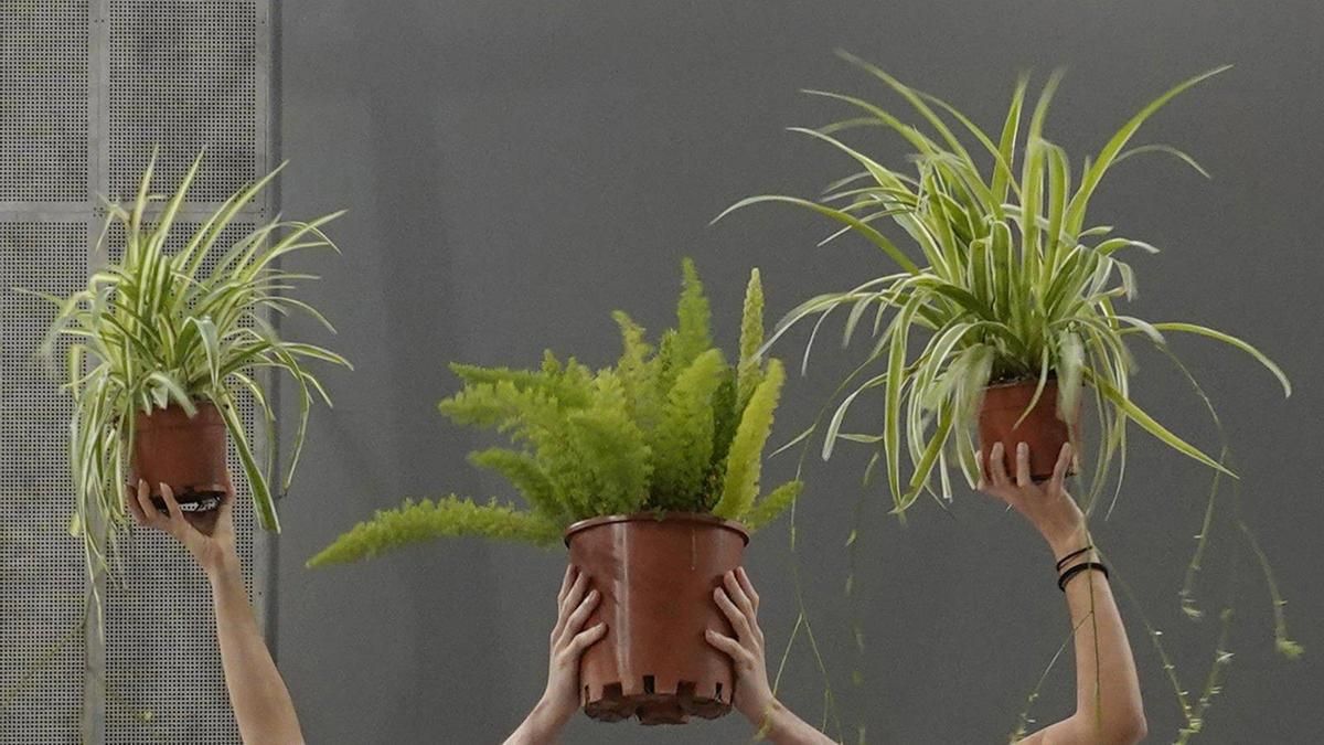 El C3A presenta 'Patios', de Maider López, dentro de la programación de Flora