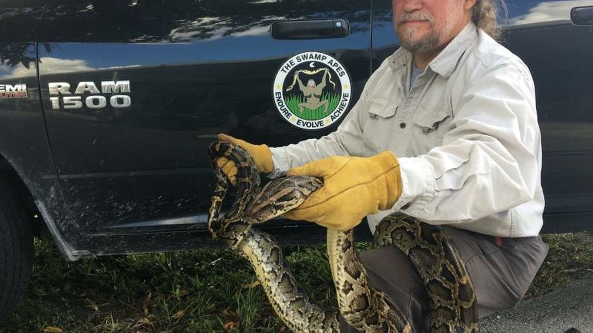 Florida, en una batalla diaria contra las pitones birmanas