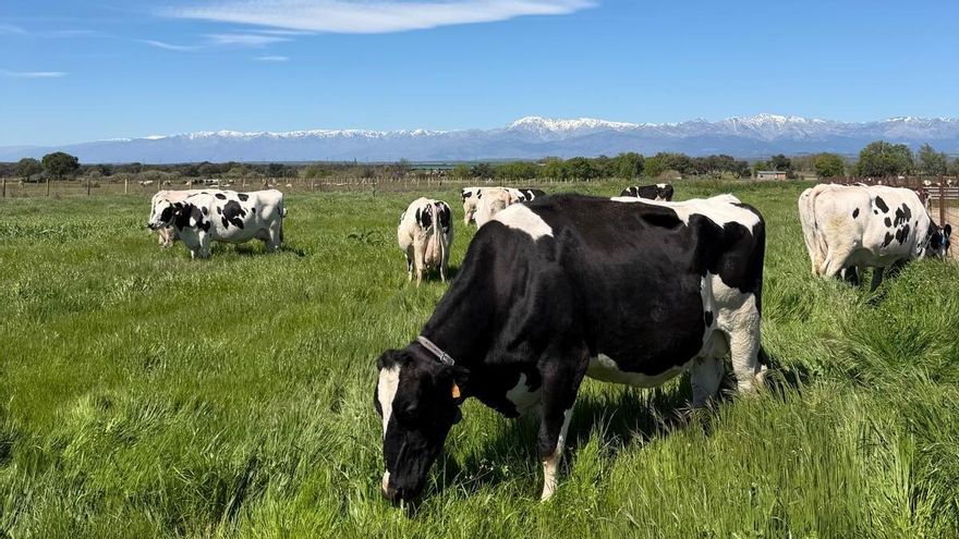 Animales con "jornada partida" o problemas de fertilidad, entre las consecuencias de las altas temperaturas en la ganadería